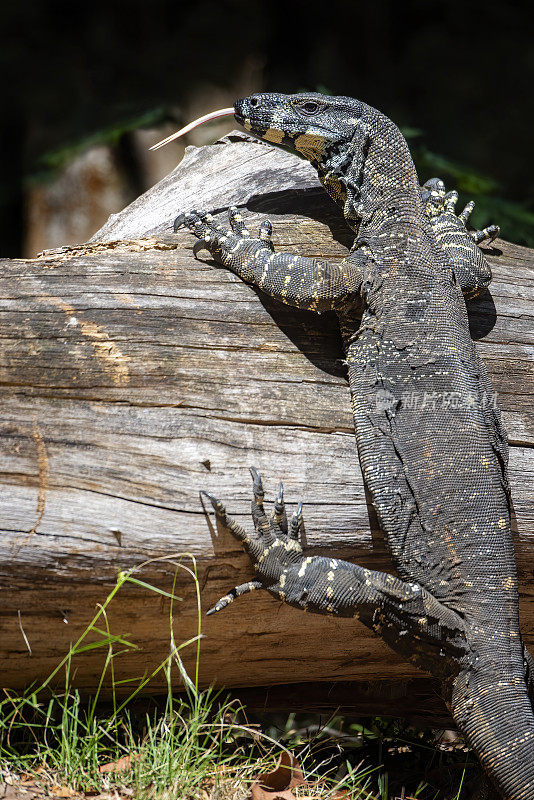 花边监视器巨蜥(Varanus varius)